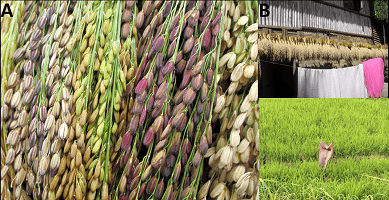 Conservation of Rice Genetic Resources for Food Security