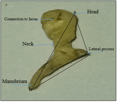 Morphometric Dimensions of Male Auditory