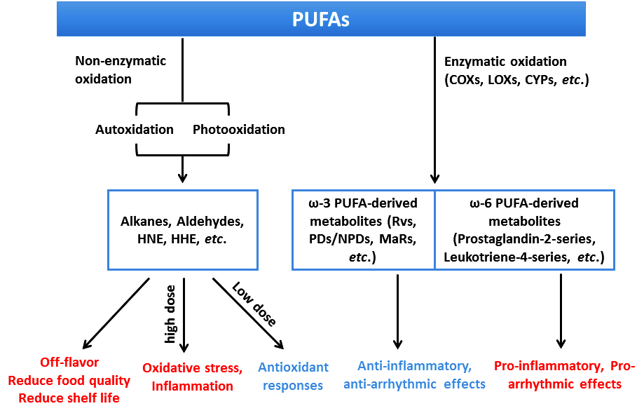 Oxidation of Polyunsaturated Fatty Acids and its Impact on Food Quality and Human Health