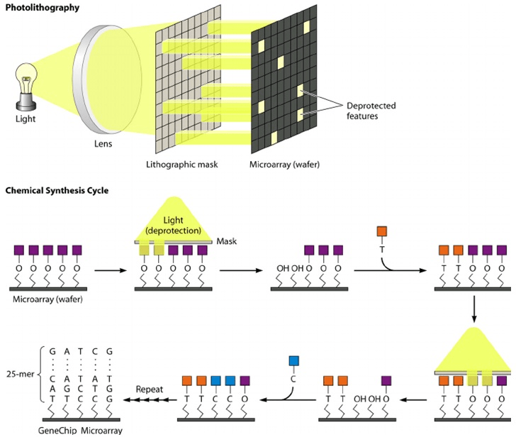 Microarray Manufacturing Using Photolithography