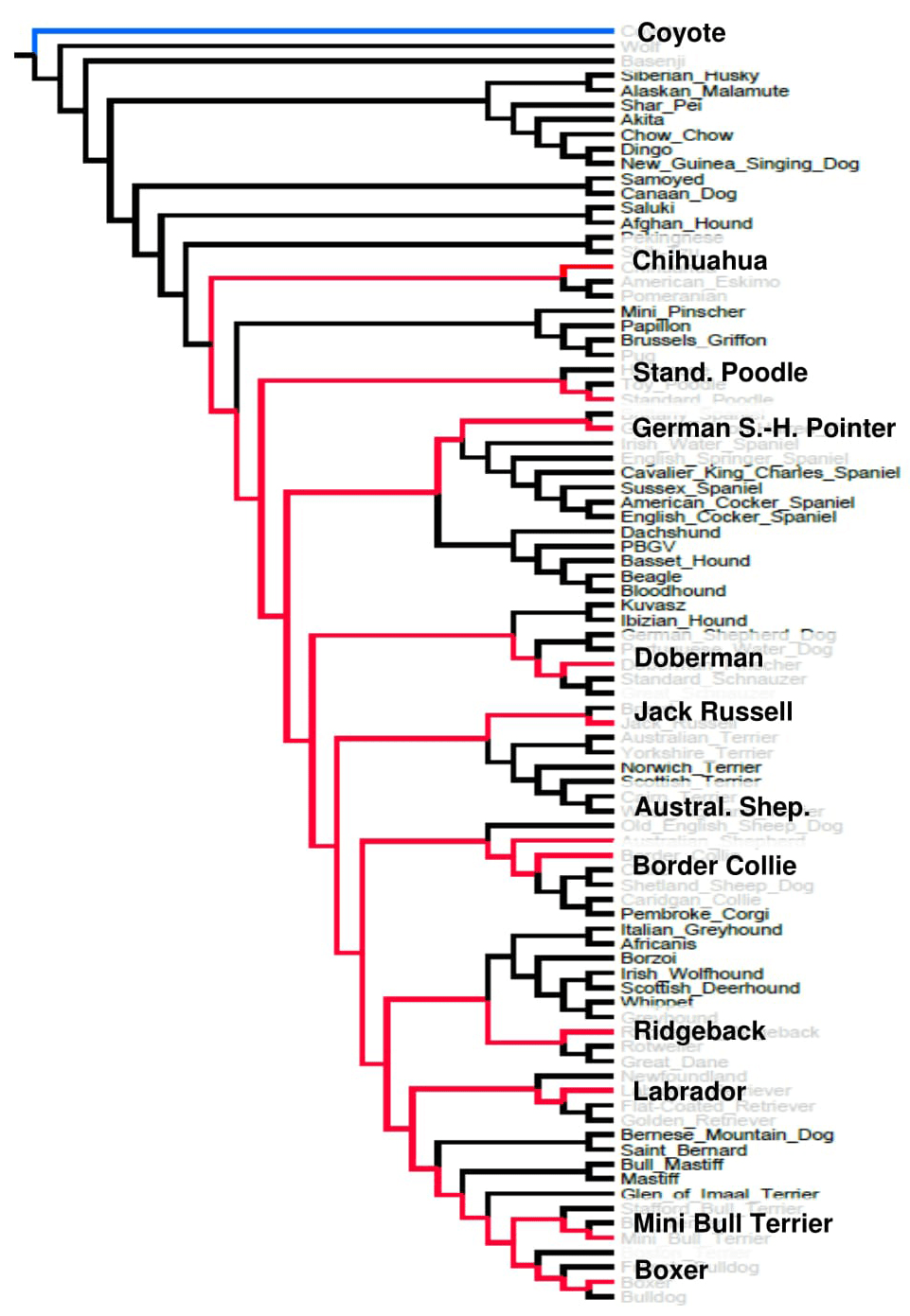 Neighbour-joining tree after vonHoldt et al.40 Allele-sharing Phylogram of Individual SNPs for Breeds and Wolf Populations.