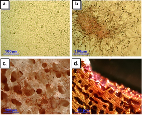 Effects of Three Dimensional Microenvironment on Tumorigenicity of Fibrosarcoma in vitro