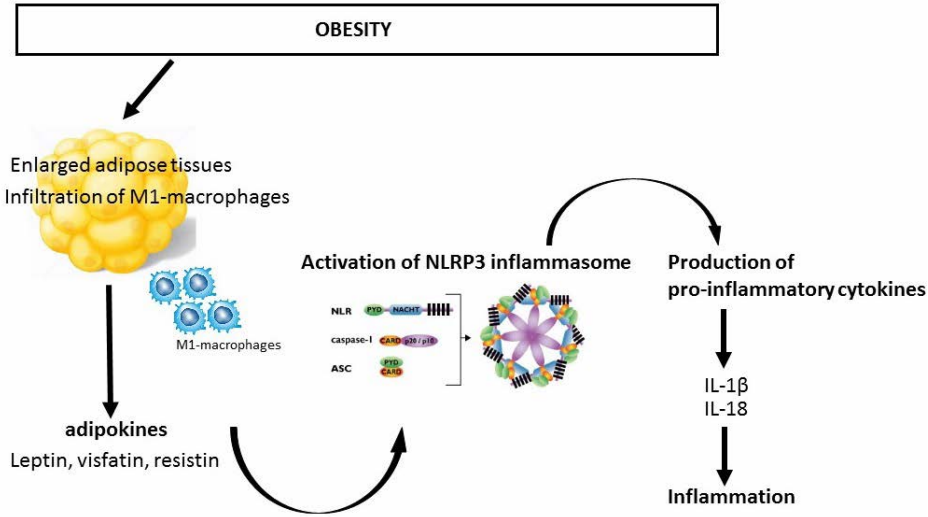 Leptin Activates NLRP3 Inflammasome-Associated with Type II Diabetes and Obesity