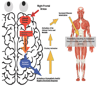 Brain Mechanisms in Blood Glucose Mobilization and Absorption