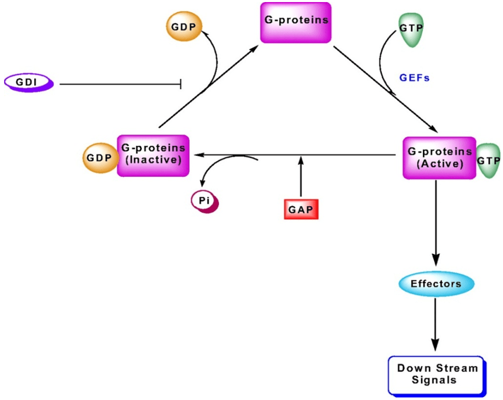 Activation and deactivation cascade of small G-proteins