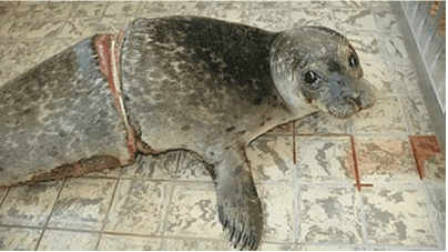 A Grey Seal Inside a Sealed Shelter at Texel, Netherlands
