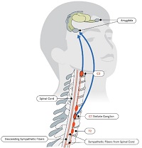 Efficacy of Right-Sided Cervical Sympathetic