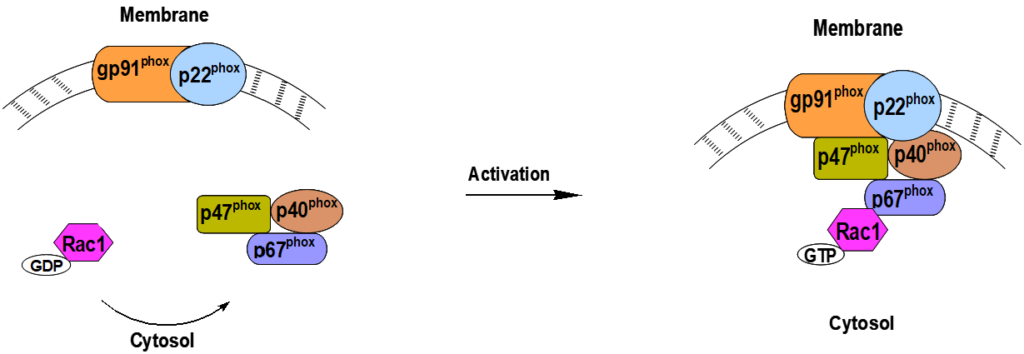 Activation of NADPH oxidase holoenzyme.