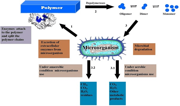 General Mechanism of Plastic Biodegradation Under Aerobic and Anaerobic Conditions