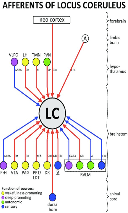 Diagram of Projections to and from the Locus Coeruleus