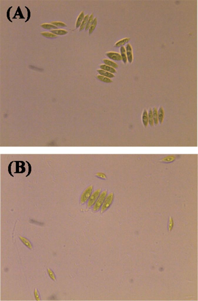 Dissociation of S. incrassatulus to Single Cells after Exposure to Cd. Control Culture