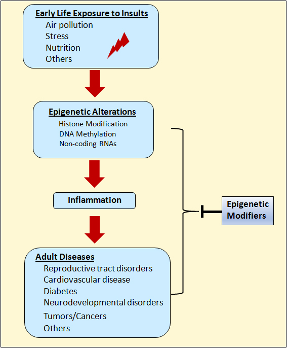 The Emerging Spectrum of Early Life Exposure-Related Inflammation and Epigenetic Therapy