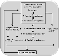Autonomic Dysfunction, Sympathetic Hyperactivity and the Development of End-Organ Damage in Hypertension: Multiple Benefits of Exercise Training