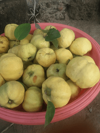Nutritional Evaluation of Quince Fruit of Baltistan Region and Development of Value-added Products