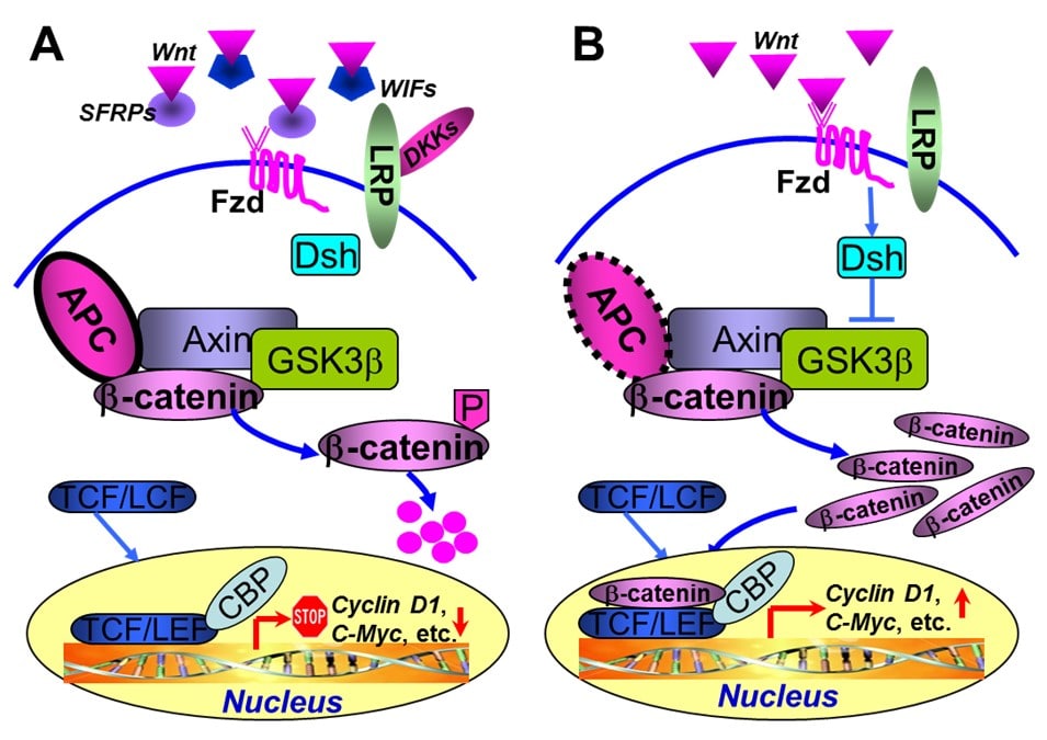 The activation of Wnt signaling