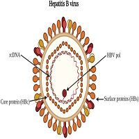 Basic Structure of HBV Virion