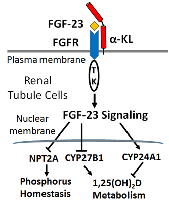Fibroblast Growth Factor 23 as a Therapeutic Target