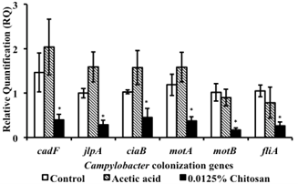 Chitosan Supplementation Reduces Enteric Colonization of Campylobacter jejuni in Broiler Chickens and Down-Regulates Expression of Colonization Genes