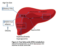 Non-alcoholic Fatty Liver Disease and the Gut Microbiota: Exploring the Connection