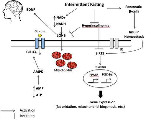 Intermittent Fasting: A Potential Effective Strategy for Preventing Obesity and Type II Diabetes Mellitus