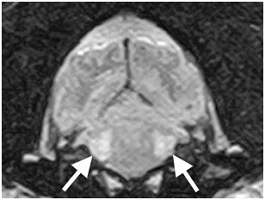 MR Signal Changes of Trigeminal Nuclei in a Case of Suspected Idiopathic Trigeminal Neuropathy in a Staffordshire Bull Terrier