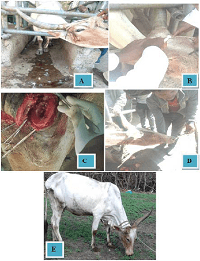 Unilateral Surgical Amputation of Horn Due to Suppurative Sinusitis in Cow