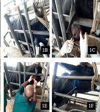 En Bloc Excisions of Chronic Abscesses in Bull: A Case Report