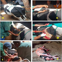 Caesarean Operation in Cow due to Prolonged Pregnancy