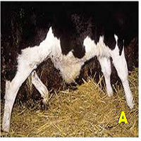 Umbilical Hernia in Cross Holstein Friesian Calf and its Surgical Management: A Case Report