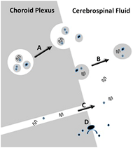 Emerging Role of the Cerebrospinal Fluid