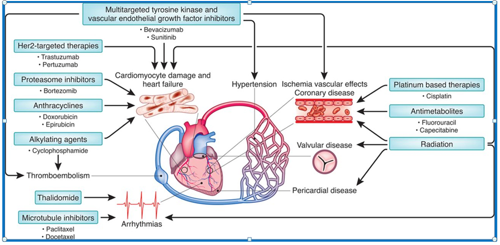 How Target Therapy can Induce Cardiotoxicity: The Onco-Cardiologist Point of View