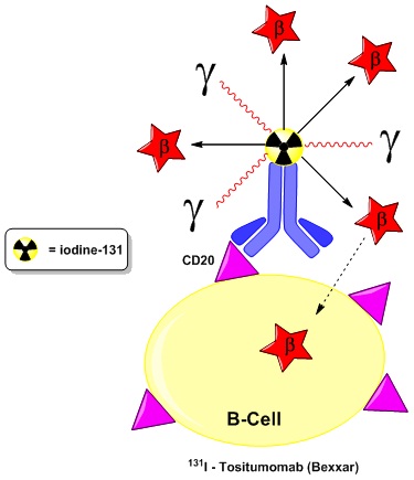 Application of Radionuclides and Antibody -Drug Conjugates to Target Cancer
