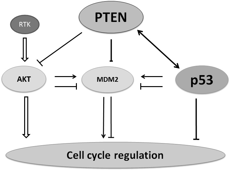Regulation in Cell Cycle via p53 and PTEN Tumor Suppressors