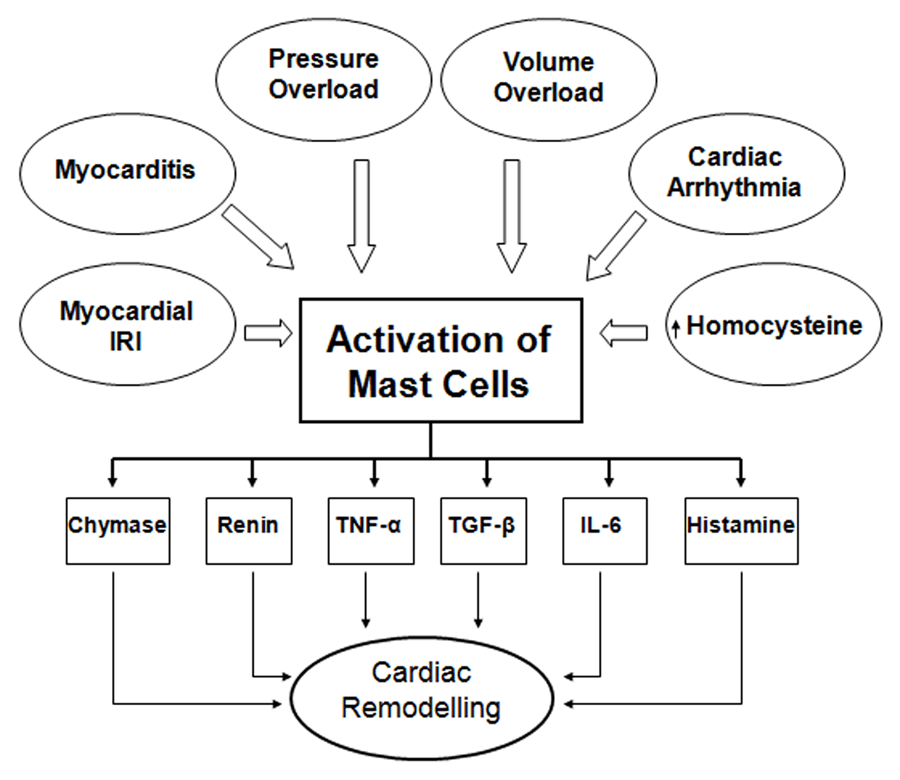 Mast Cells: The Key Players
